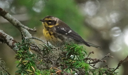 Townsend's Warbler