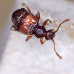 Reichenbachia juncorum