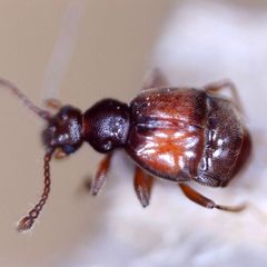 Reichenbachia juncorum