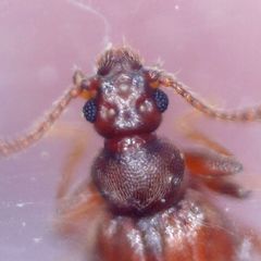 Reichenbachia juncorum