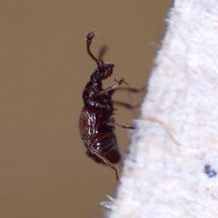 Reichenbachia juncorum