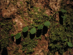 Peperomia rotundifolia