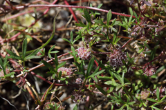 Actinotus gibbonsii