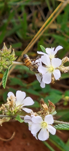 Western Honey Bee