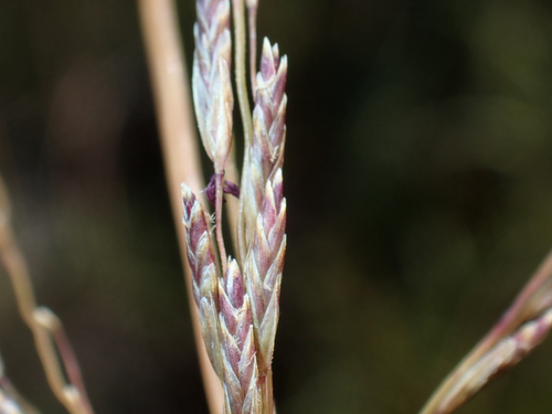 Eragrostis atropioides observed 2026-07-25