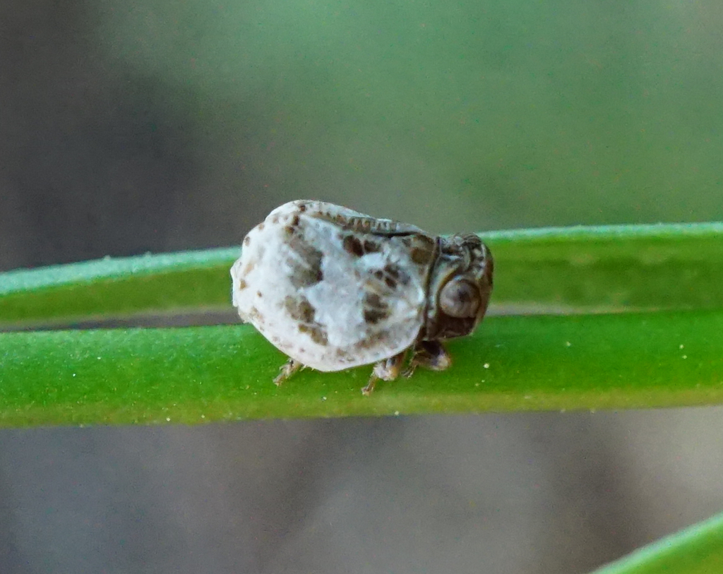 Hysteropterum reticulatum