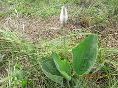 Plantago maxima