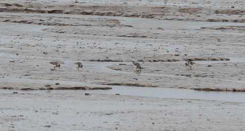 iNaturalist image