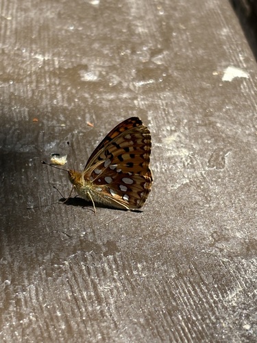 iNaturalist observation photo of Mormon Fritillary