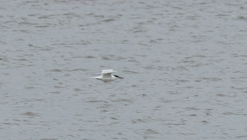 iNaturalist image