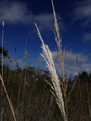 Eragrostis atropioides observed 2026-07-25