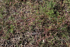 Actinotus gibbonsii