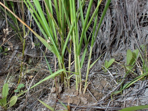 Eragrostis atropioides observed 2026-07-25