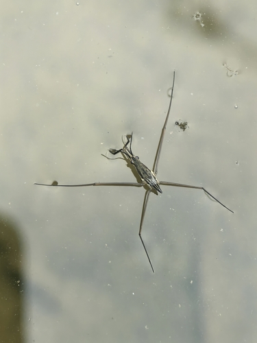 Aquarius paludum paludum