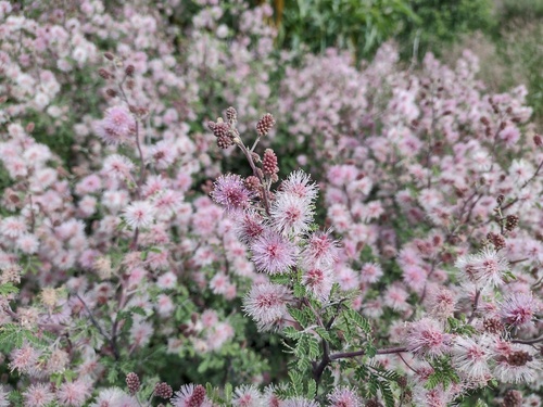 Mimosa borealis