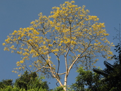 Schizolobium parahyba