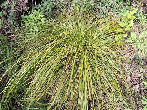 Carex testacea, photograph 6