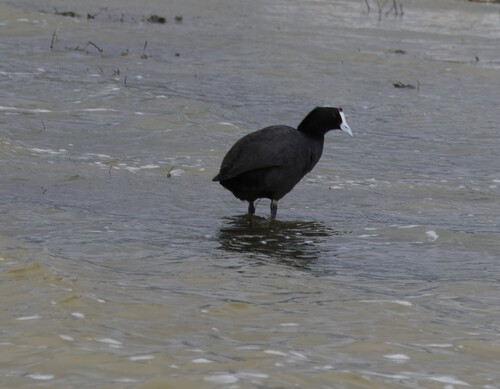 iNaturalist image