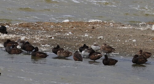 iNaturalist image
