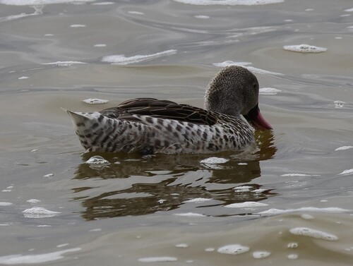 iNaturalist image