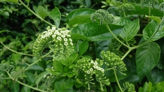 Heliotropium sarmentosum