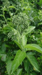 Heliotropium sarmentosum