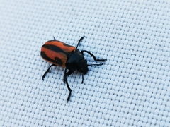 Labidostomis hebraea