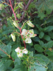 Elliottia bracteata