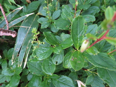 Elliottia bracteata, photograph Timur Kalininsky, CC BY, iNaturalist via GBIF