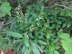 Elliottia bracteata, photograph Timur Kalininsky, CC BY, iNaturalist via GBIF