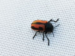 Labidostomis hebraea