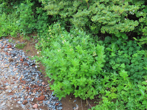 Adenophora triphylla, photograph 4