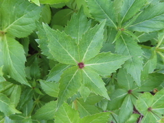 Adenophora triphylla, photograph (c) Timur Kalininsky, some rights reserved (CC BY)