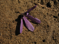 Petrea volubilis
