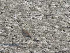 Numenius phaeopus