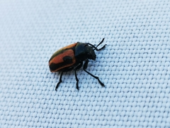 Labidostomis hebraea