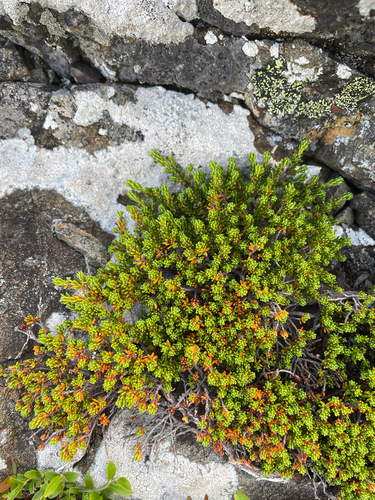 Empetrum eamesii