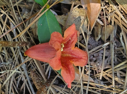 Bignonia capreolata