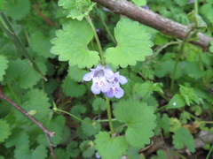 Glechoma grandis