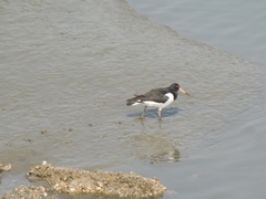 Haematopus ostralegus