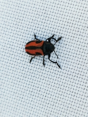 Labidostomis hebraea