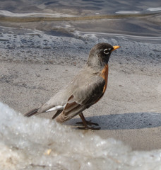 Turdus migratorius