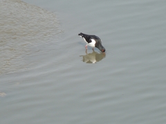 Haematopus ostralegus