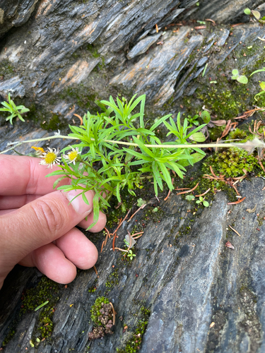 Erigeron hyssopifolius, photograph 1