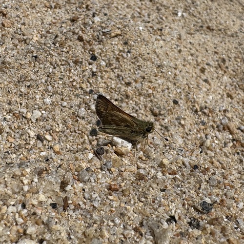 iNaturalist observation photo of Grass Skippers
