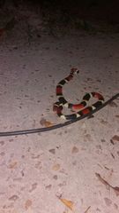 Micrurus surinamensis