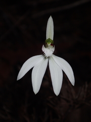 Caladenia picta