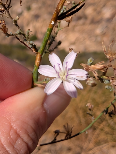 Stephanomeria exigua, photograph 4