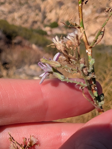 Stephanomeria exigua, photograph 5