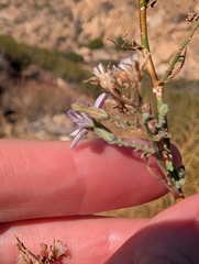Stephanomeria exigua, photograph (c) Sergey, some rights reserved (CC BY)